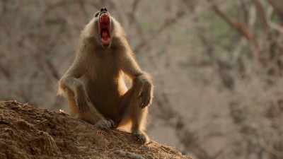 And armed with huge canine teeth. - Dynasties
