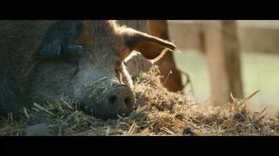 And around here,
vacations like that get noticed. - The Biggest Little Farm: The Return