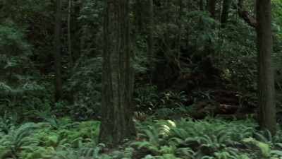  And as this story expands.. - Expedition Bigfoot