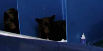 And at first,
he was really good at it. - Koko: A Red Dog Story