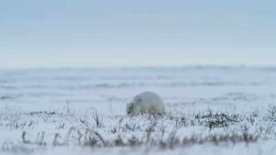 And at last... - Frozen Planet II