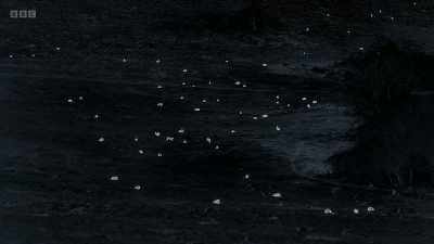 ..and at night, they all feel
sufficiently confident - Wild Isles