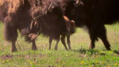 And, at seven minutes, - The American Buffalo