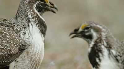 And backing down now would mean
losing the chance to breed. - Epic Yellowstone