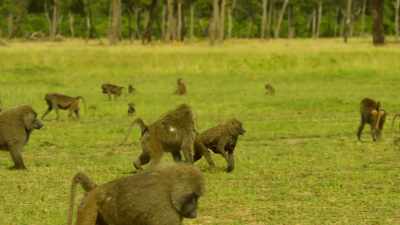 ..and Bakari puts himself
between Cheka and the leader. - Serengeti