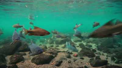 And barbel wait below for falling fruit. - Our Great National Parks