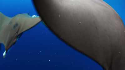 And behind them,
with their two-metre wingspans, - Blue Planet II