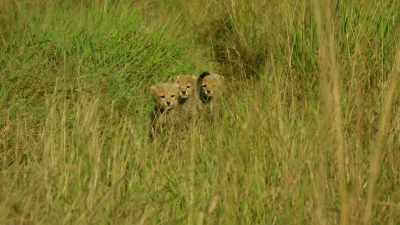 And bigger meals mean bigger risks. - Serengeti