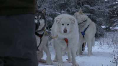 And so Birdie is a natural
born leader and he'll know - Life Below Zero: Next Generation