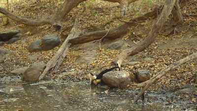 And they both finally get the drink
they so desperately need. - The Secret Lives of Animals