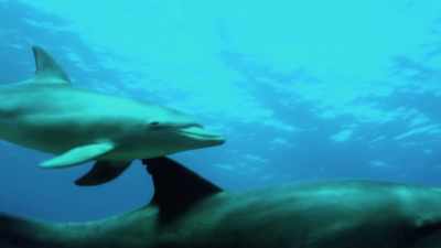 and-both-have-similar-dorsal-fins - Attenborough and the Sea Dragon