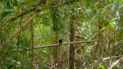 'And this branch, his personal stage - A Year on Planet Earth
