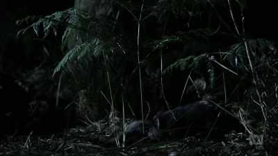 And that brings her
into direct competition - David Attenborough's Tasmania