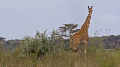 And my brothers and
sisters had all left home, - The Woman Who Loves Giraffes