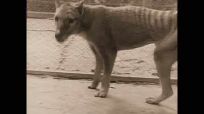 ...and so brought the final extinction
of its species. - Seven Worlds, One Planet