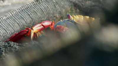 And by bringing nutrients
from the sea to the land, - Planet Earth: A Celebration