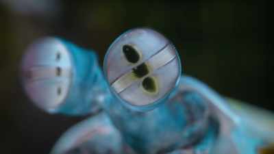 And by combining
all its visual abilities, - Attenborough's Life in Colour