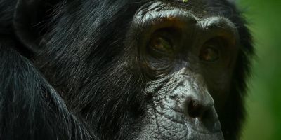 And they can be brutally violent. - Chimp Empire
