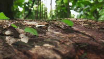 And each can carry a load
ten times its own weight. - The Green Planet