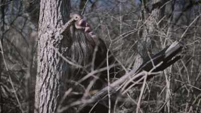 And you can come across a place - Secrets of the Sasquatch