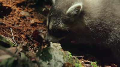 And they can figure out what an
object is just by touching it. - The Secret Lives of Animals