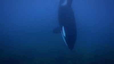 ''and can identify something
as small as a coin.'' - Secrets of the Whales