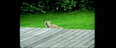 And they can learn in some cases
to mimic human speech
and laughter. - Nandor Fodor and the Talking Mongoose