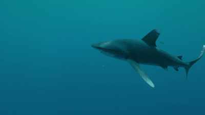 And you can really
feel them reading you. - Sharkwater Extinction
