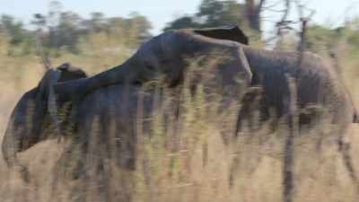 And, you can really, really
identify with them. - In the Footsteps of Elephant