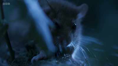 ..and can stay motionless for
over an hour to avoid detection. - Wild Isles