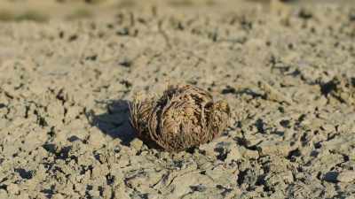 And it can survive like this
for a decade. - The Green Planet