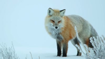 'And they can use it to triangulate
their prey's position. - A Year on Planet Earth