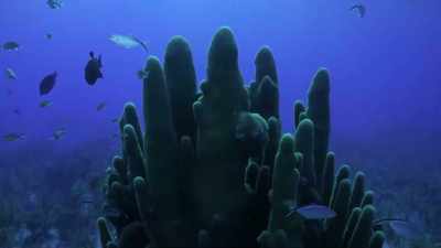 And you can't have a coral reef
without the corals. - Chasing Coral