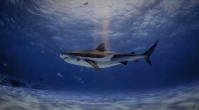And it can't match either
of them for bite strength, - Shark Attack Files