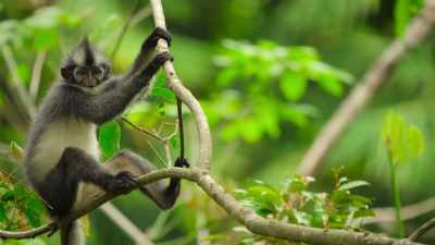 And he can't navigate the canopy
with the confidence of his elders. - Our Great National Parks