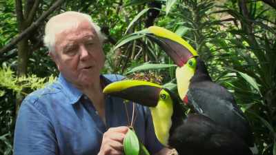 And this capacity —
choosing between different colours... - Attenborough's Life in Colour