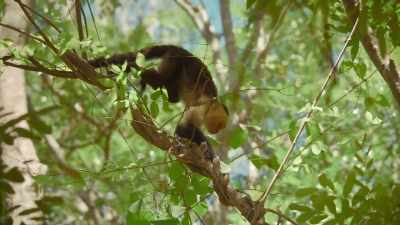 And capuchins do that in a way - The Secret Lives of Animals