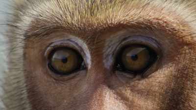And careful observation begins - The Secret Lives of Animals