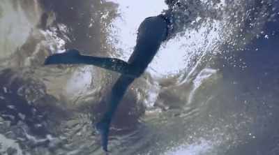 And another case may
hold important clues. - Shark Attack Files