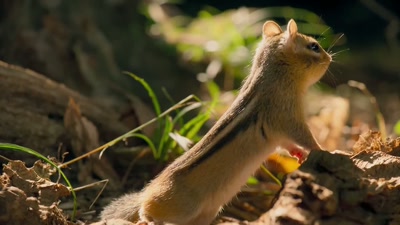 'And chipmunks don't like to share. - A Year on Planet Earth