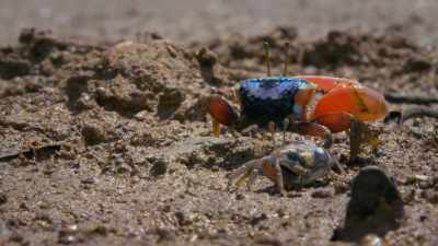 And close up,
his colours come into play. - Attenborough's Life in Colour
