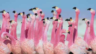 And colours that create
extraordinary displays. - Attenborough's Life in Colour