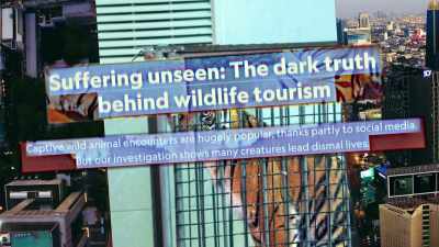 And you concerned at all
that the, the tigers - Trafficked with Mariana van Zeller