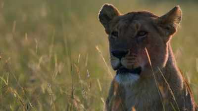 And continue
the family's bloodline elsewhere. - Dynasties