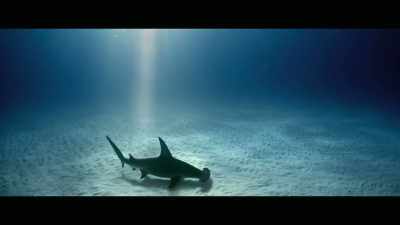 And this creature,
this massive creature - Envoy: Shark Cull