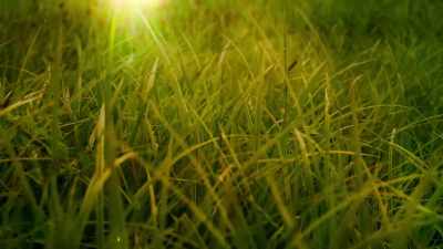 And cut grass? - Welcome to Earth