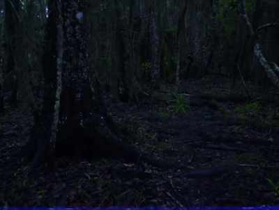 And Dad had his two little pups. - American Werewolves