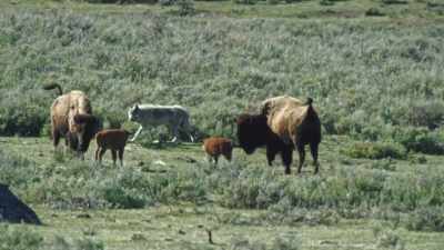 And when danger threatens,
the herd closes ranks. - Epic Yellowstone