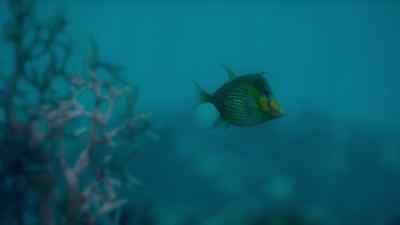 And danger for unwary reef fish. - Prehistoric Planet
