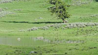 And each delivery
compels a separate hunt. - Epic Yellowstone